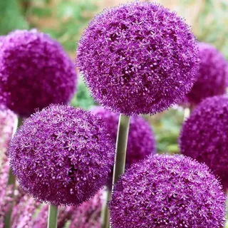 *NEU* 25x Blumenzwiebeln Allium " Red Giant " Zierlauch Lila Kleinwüchsig