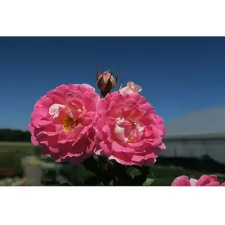 Minirose  (Rosa 'Flirt 2011' ® ADR, Hellrosa)