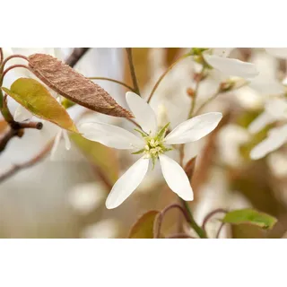 PlantaPro Kupfer-Felsenbirne 125-150 cm Topf Amelanchier lamarckii winterhart | Amelanchier lamarckii, sommergrün, weiße Blüten April-Mai, orange Herbstfärbung, essbare Früchte, sonnig bis halbschattig
