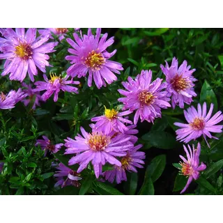 Aster dumosus - Kissenaster, rot, 5 Stauden