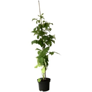 Himbeere Willamette frühe sommertragende sehr robuste und pflegeleicht 40-60 cm 3 Liter Topf