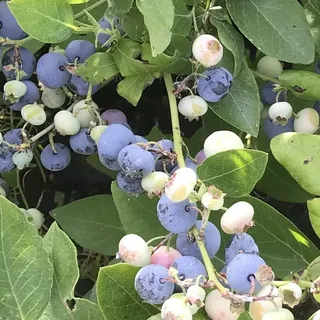 Duke Blaubeere Heidelbeere Vaccinium corymbosum ca. 40-60 cm 3 Liter Topfballen