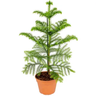 Bloomique - Araucaria Heterophylla - Zimmertanne - Norfolktanne - Zimmerpflanzen - Weihnachtsdeko - Höhe 40-50 cm - Topf 14 cm