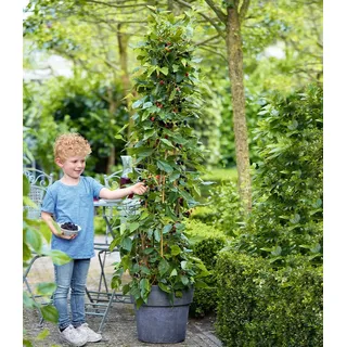 BALDUR Garten 1x Maulbeere BonBon Berry®, Pflanze im 13 cm-Topf