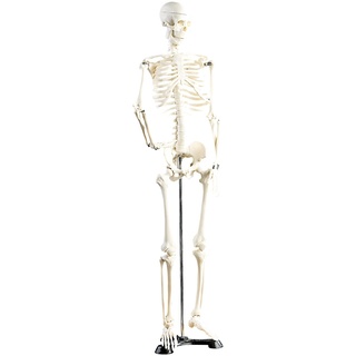 newgen medicals Deko-Skelett: Original Lehrmittel Anatomie Skelett auf Ständer, 85 cm (Anatomisches Skelett, Menschliches Skelett, Figuren)