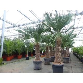 gruenwaren jakubik Trachycarpus fortunei dicker Stamme, 170-200 cm hohe Hanfpalme, winterharte Palme bis -18°C