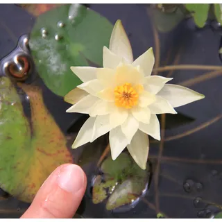 WASSERPFLANZEN WOLFF - Nymphaea Pygmaea 'Helvola' - Zwergseerose, gelb - fertig im PFLANZKORB - QUALITÄTSSTAUDE