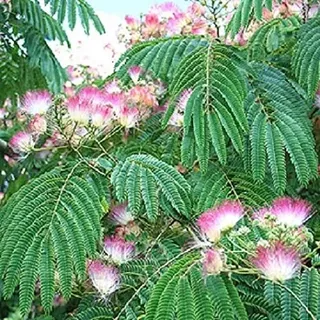 Portal Cool Albizia Julibrissin Rosea St Auf 7Cm Pot Silk Baum Erstaunliche rosa n