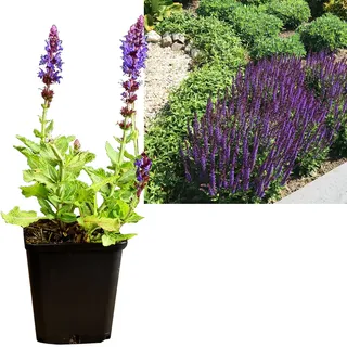 Salbei violett 6 Stück | Salvia nemorosa Salbei Pflanze