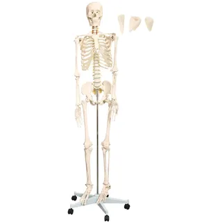 MedMod Anatomie Skelett 175 cm, menschliches Skelett aus PVC mit beweglichem Kiefer und abnehmbaren Teilen, für Schule, Studium und Anatomie-Training, inkl. Rollständer
