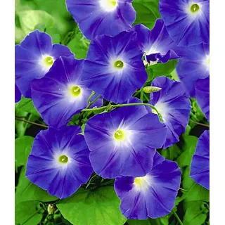 BALDUR Garten Zierstrauch Trichterwinde 'Blue Hardy', 1 St., Pracht-winden, winterhart, mehrjährig, reichblühend lila