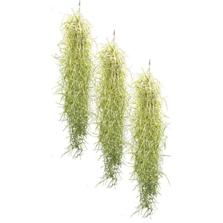 Allterra Tillandsien 3er Set Tillandsia usneoides, Bromeliengewächs
