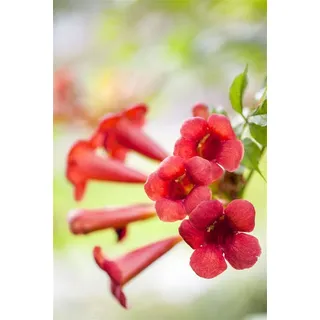 Pflanzen Für Dich Campsis Radicans Fire Trumpet' Trompetenblume Orange-Rot 80-