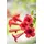 Trompetenblume Orange-Rot 80