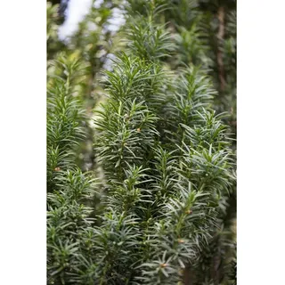 Pflanzen Für Dich Taxus baccata Fastigiata Säuleneibe Immergrün, 15–20 cm