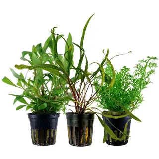 Aquaone Wasserpflanze Pflanzen Set mit 3 Hintergrund Wasserpflanzen Nr.232