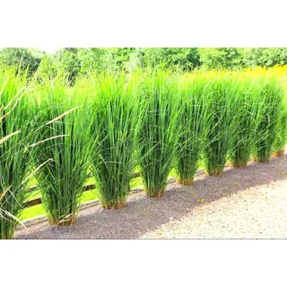 1 x Panicum virgatum 'Northwind' im Topf (Ziergras Gräser Winterhart Mehrjährig Staude) Echte Rutenhirse - EXTREM aufrecht stehend als perfekter Sichtschutz (5)