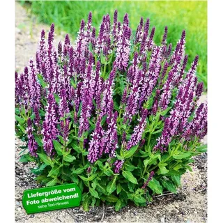 BALDUR Garten Salvia Pink Profusion, 2 Pflanzen Salbei winterhart und duftend