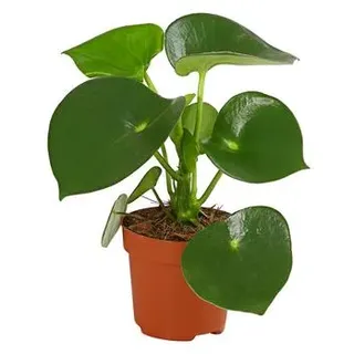 Peperomie - Peperomia polybotrya 'Raindrop', Grün