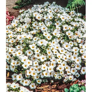 BALDUR Garten Bodendecker Bergsandblume, 3 St., Polsterstaude, winterhart, mehrjährig, pflegeleicht weiß