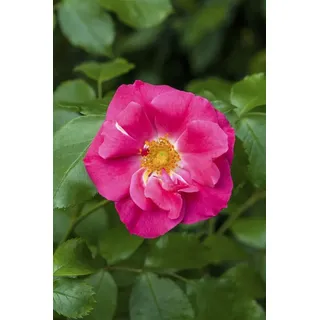 Pflanzen Für Dich Rose Rosa rugosa rubra