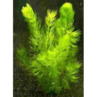 10 Bund/Portionen Hornkraut, Ceratophyllum demersum, für Teich