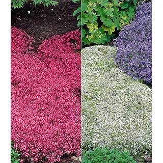 BALDUR Garten 6er Winterharter Bodendecker-Thymian Kollektion rot und weiß, Pflanzen im 9x9 cm-Topf, Thymus, Polsterthymian, Thymian Pflanzen, winterharte Stauden, trockenresistent, bienenfreundlich
