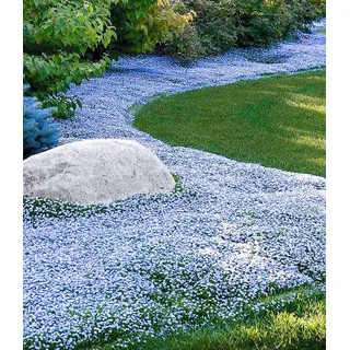 BALDUR Garten 3x Winterharter Bodendecker Isotoma 'Blue Foot®', Pflanzen im 9x9 cm-Topf, Isotoma fluviatilis, trittfest, Blauer Bubikopf Gaudich R...