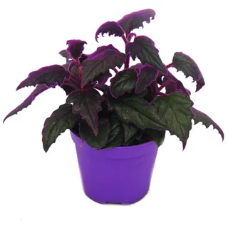 EXOTENHERZ Gynura Purple Passion Samtblatt Samtnessel lilafarbene Pflanze 9cm