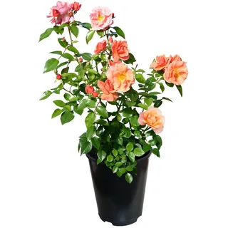 Tchibo - Rose »Schöne vom See« - apricot