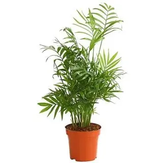 Bergpalme - Chamaedorea elegans, Grün