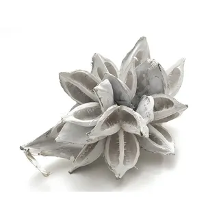 NaDeco Sororoca Knospe Weiß gefärbt, Größe ca. 20-30cm | Strelítzia nicolái | Sororoca Pflanze | Madeira Head | Flor de Madeira | Penca Sororoca Frucht | exotische Trockenblumen