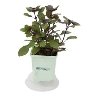 GREENBAR® Strauchbasilikum, Grün