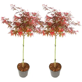 Plant in a Box - Acer palmatum 'Shaina' - 2er Set - Japanischer Ahornbaum winterhart - Rote Blätter - Topf 19cm - Höhe 80-90cm