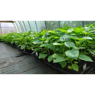 Paulownia Shan Tong Fortunei x Tomentosa Pflanzen Hybrid 9503 Pflanze Pro Kiribaum Winterhart Schnellst wachsender Baum der Welt 35-45cm