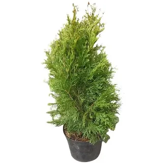 5000+ Samen Thuja -Abendländischer Lebensbaum- Lat : Thuja occidentalis