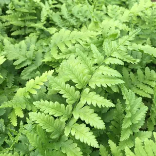 Dryopteris filix-mas (gen.) - Männlicher Wurmfarn, Heimischer Wurm-Farn, im 0,5 Liter Topf