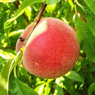 Pfirsichbaum Kernechter vom Vorgebirge robuste historische Sorte winterhart Buschbaum 110–140 cm im Topf