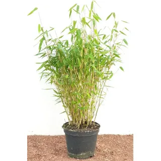 Pflanzen Für Dich Fargesia murieliae Jumbo Bambus Immergrün, 40–60 cm
