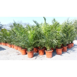 grünwaren gruenwaren jakubik Palme XXL 160 cm Phoenix canariensis, kanarische Dattelpalme, winterhart