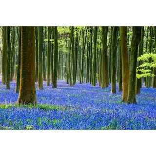 Hasenglöckchen, Hyacinthoides, halbschattig bis schattig - frosthart, blau