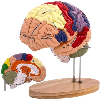 Menschliches Gehirn Modell für Anatomie Neuroanatomie, 2X Lebensgroßes Zerlegbar Bunt Anatomie Modell 4-Teiliges Human Brain Model für Medizinisches Lehren, Bildung, Display