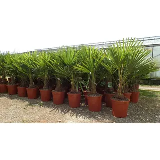 grünwaren Palme XL 120-150 cm Trachycarpus fortunei, Hanfpalme, winterhart bis -18°C