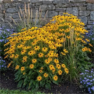 Stauden Gänge 3 x Rudbeckia fulgida 'Goldsturm' Gelber Sonnenhut | Gelber Sonnenhut 60-80 cm - goldgelbe Blüte mit schwarzer Mitte von Juli bis Oktober, Sonne bis Halbschatten, 9x9 cm Topf