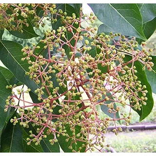 Bienenbaum, Tausenblütenbaum, Euodia hupehensis, Tetradium daniellii (60-80 cm)
