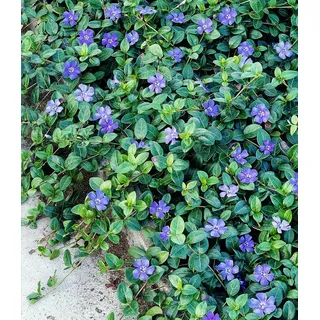 BALDUR Garten Bodendecker Vinca minor 'Blau', 18 St., Kleines Immergrün, winterhart, mehrjährig, pflegeleicht, robust lila