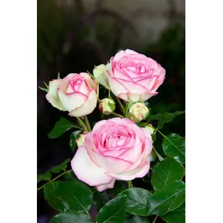 Pflanzen für Dich Rose Rosa Eden Rose