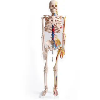 MedMod Anatomie Skelett 87 cm, detailliertes menschliches Skelett aus PVC mit Nerven und Arterien, für Schule, Studium und Anatomie-Training, Lehrmodell