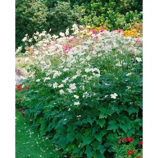 Pflanzen für Dich Staude Anemone japonica Whirlwind, 1 St., Herbst-Anemone, Japan-Anemone weiß