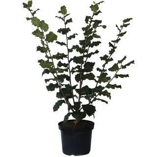 Hallesche Riesennuss, Haselnuss Strauch Busch sehr große Nuss, 60-100 cm im 10 Liter Topf